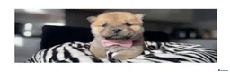 Chow Chow dogs for sale: Chow chow pups 1 red boy left  - Advert 6