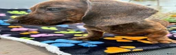 Dachshund dogs for sale: Dachshund Puppies ready for their forever homes - Advert 12