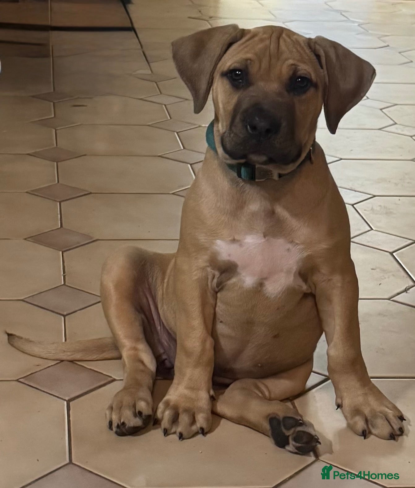 Boerboel dogs 1 amazing Boerboel girl ready now!! - Advert 1