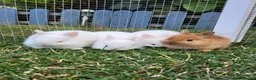Netherland Dwarf rabbits for sale: 3 little  purebread snowflakes ready for reserve  - Advert 3