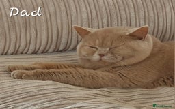 British Shorthair cats for sale: Stunning Russian Bloodline TICA reg kittens - Image 12