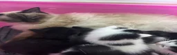 Ragdoll cats for sale: Fluffy Ragdoll-mixed kittens - Advert 2