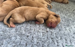 Labrador Retriever dogs for sale: SUPER DARK FOX RED KC LAB PUPS 5⭐️LICENSED BREEDER - Image 2