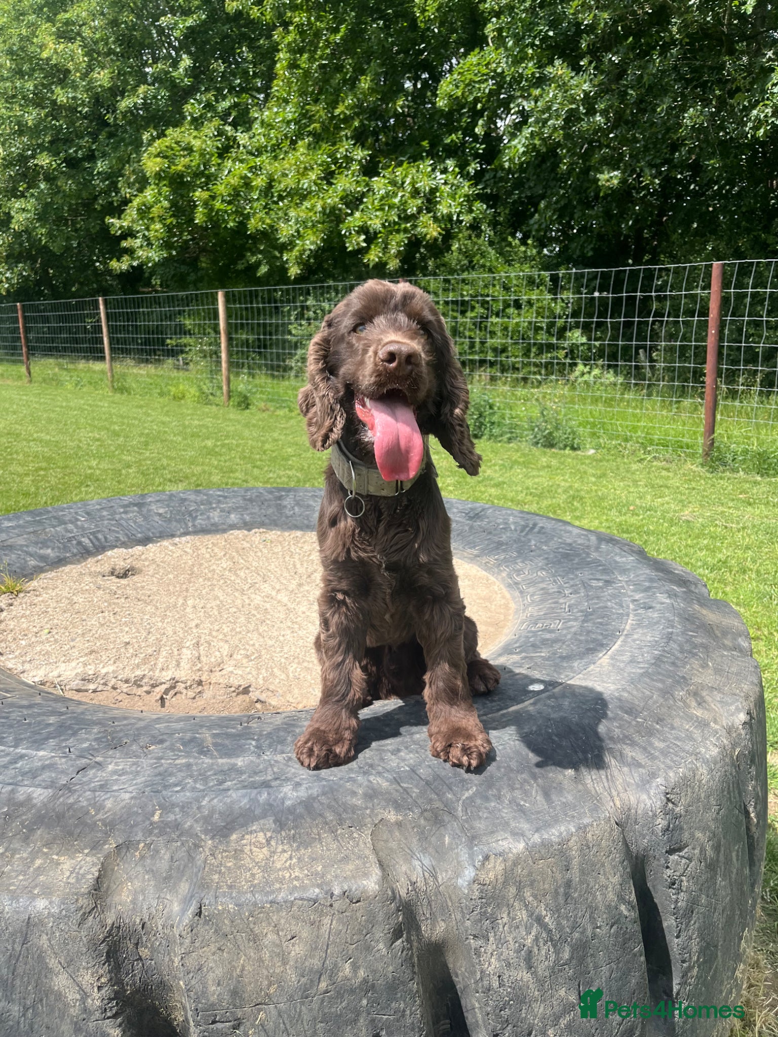 Cocker Spaniel dogs 2 year old KC cocker spaniel  - Advert 1