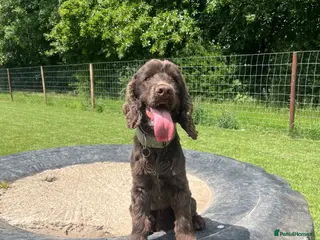 Cocker Spaniel dogs 2 year old KC cocker spaniel - Advert 1