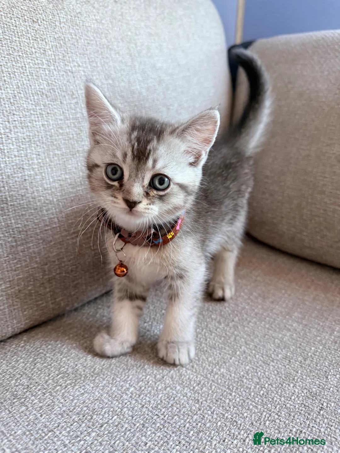 Scottish Fold cats for sale:  *2 Last boys left Pure Scottish Straight  - Advert 2