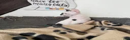 Cornish Rex cats for sale: Beautiful Cornish Rex kittens - Advert 5