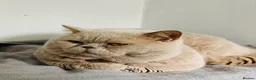 British Shorthair cats for stud: 🔥🧡 GCCF TICA FAWN STUD CARRYING CINNAMON  - Advert 5