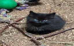 Mixed Breed cats for sale: KITTENS - Image 7