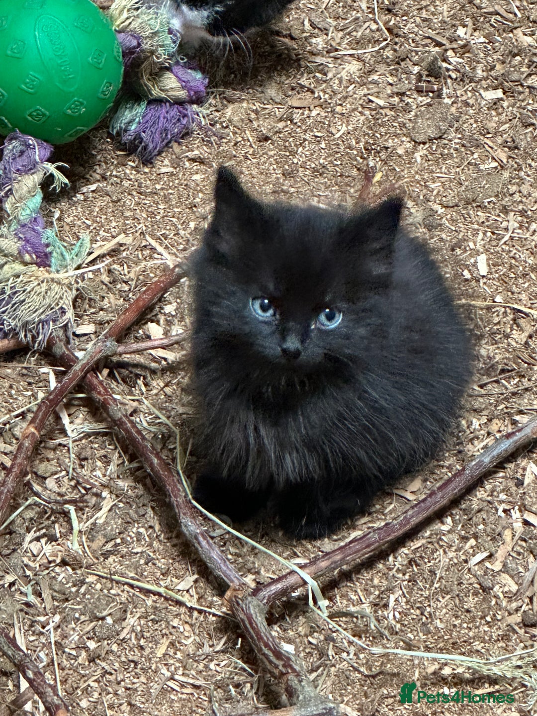 Mixed Breed cats for sale: KITTENS - Image 7