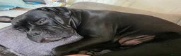 Cane Corso dogs for sale: NEW POST - Cane Corso Puppies  in Stroud - Advert 15