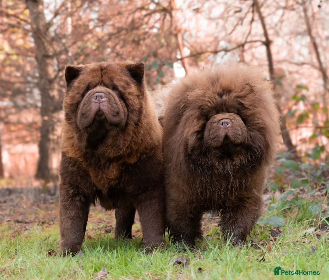 Chow Chow dogs for stud: Outstanding Chocolate kc Reg Stud Boy in Pontefract - Advert 7