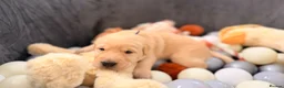 Goldador dogs for sale: Beautiful Goldador Puppies - Advert 10