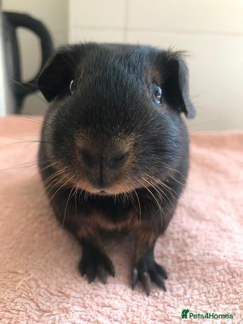 Guinea Pig rodents Black Otter Boar and Sow - Black and Tan Boar  - Advert 1