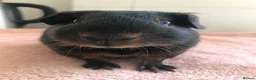 Guinea Pig rodents for sale: Black Otter Boar and Sow  - Advert 3