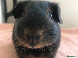 Guinea Pig rodents Black Otter Boar and Sow - Black and Tan Boar - Advert 2