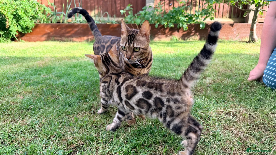 Bengal cats for sale: Bengal kitten GCCF registred  - Advert 10