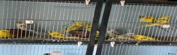 Budgerigars birds for sale: Budgies for sale  - Advert 3