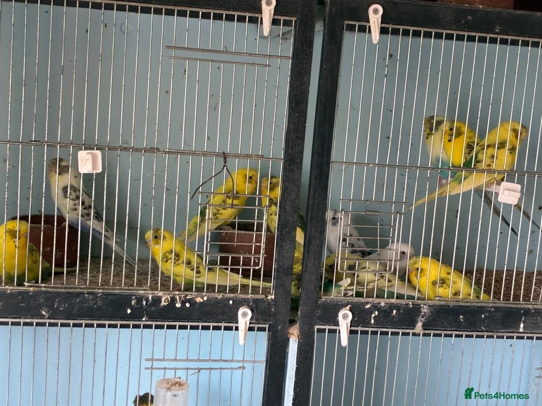 Budgerigars birds for sale: Budgies for sale  - Advert 3