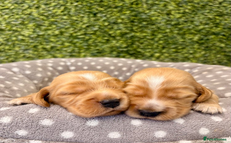 Cocker Spaniel dogs 🧡🤎 KC REG Show Cocker Spaniel Puppies For Sale - Advert 9