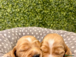 Cocker Spaniel dogs 🧡🤎 KC REG Show Cocker Spaniel Puppies For Sale - Advert 5