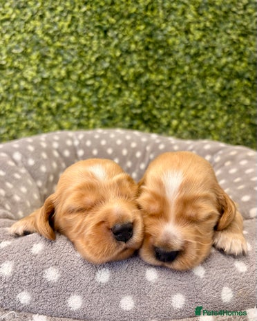 Cocker Spaniel dogs 🧡🤎 KC REG Show Cocker Spaniel Puppies For Sale - Advert 9