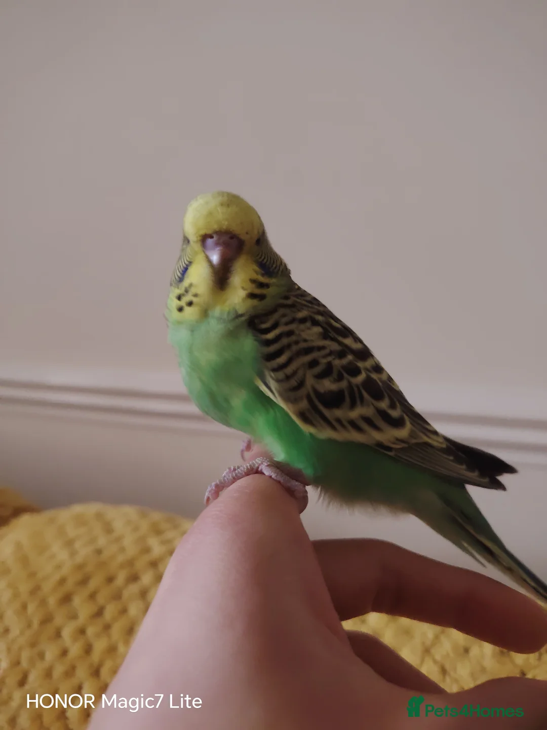 Budgerigars birds for sale: Beautiful Baby Budgies for sale  - Advert 6