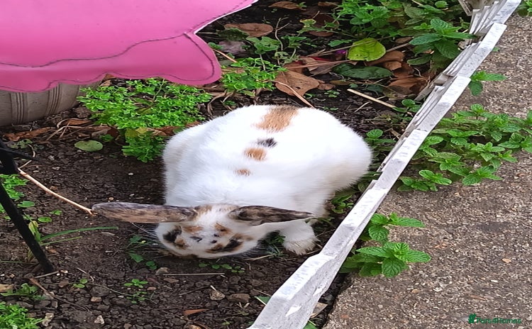 Lionhead rabbits - Advert 5