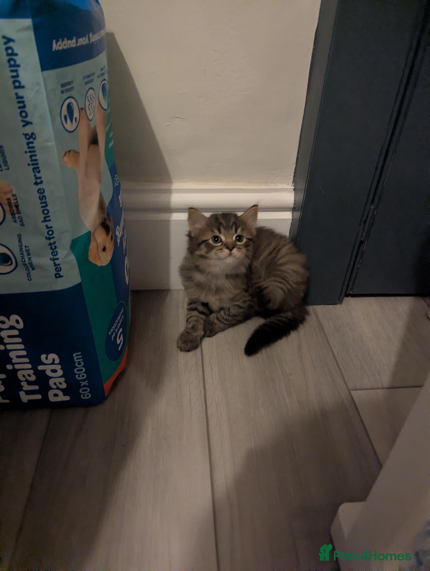 Mixed Breed cats VERY FRIENDLY AND WELL HANDLED KITTENS - Advert 2