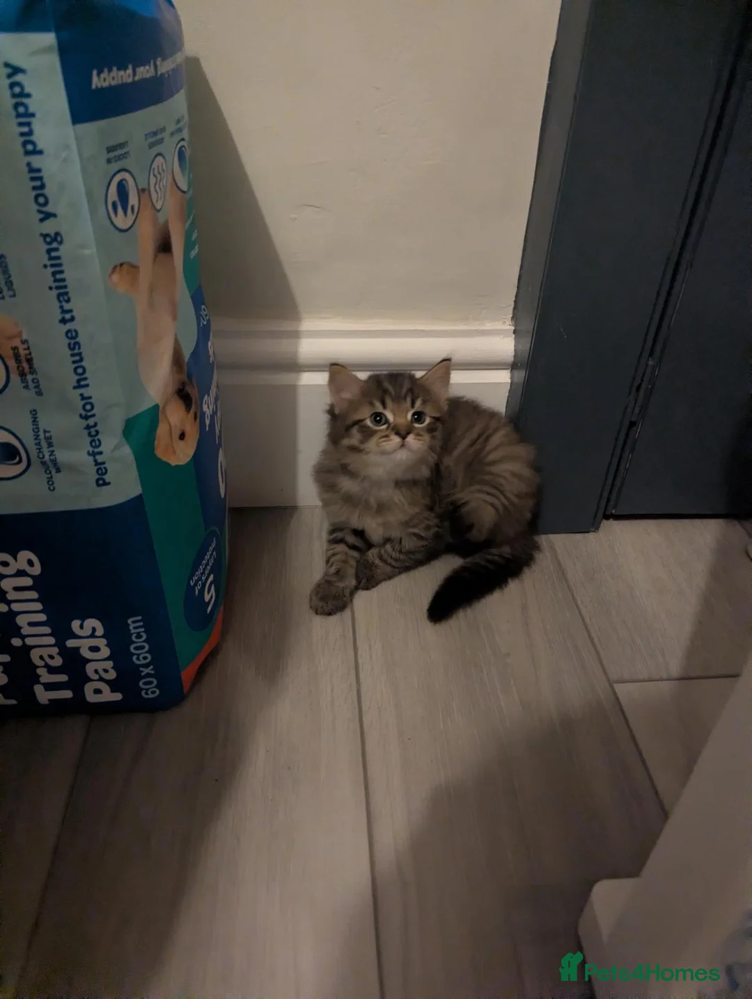 Mixed Breed cats for sale: VERY FRIENDLY AND WELL HANDLED KITTENS in Minehead - Advert 2