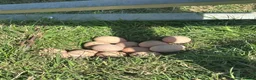 Guinea Fowl poultry for sale: Guinea Fowl eggs  - Advert 1