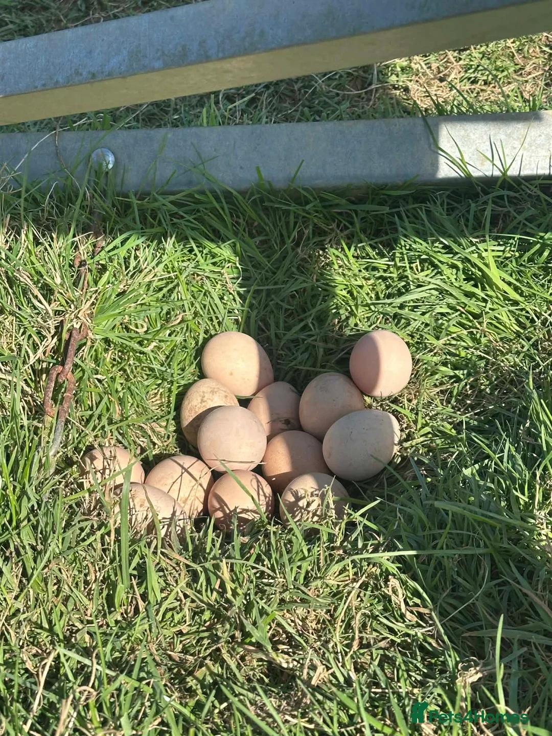 Guinea Fowl poultry for sale: Guinea Fowl eggs  - Advert 1