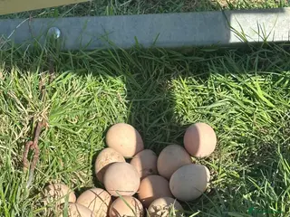 Guinea Fowl poultry Guinea Fowl eggs - Advert 1