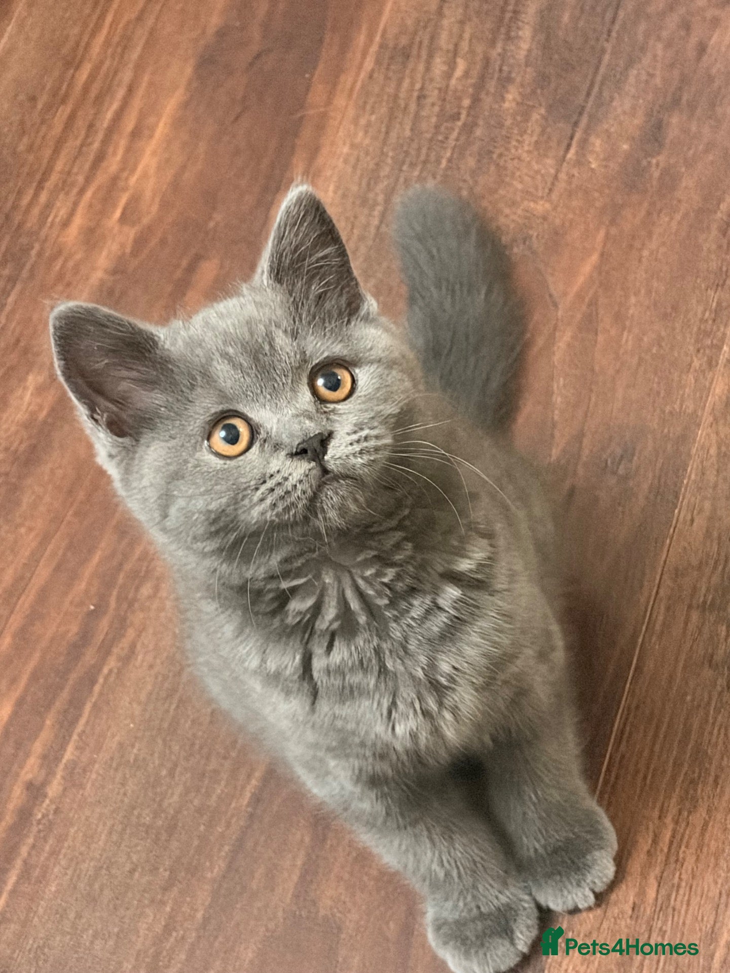 British Shorthair cats British shorthair kittens for sale  - Advert 2