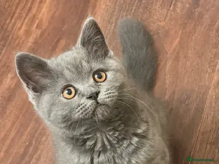 British Shorthair cats British shorthair kittens for sale - Advert 2
