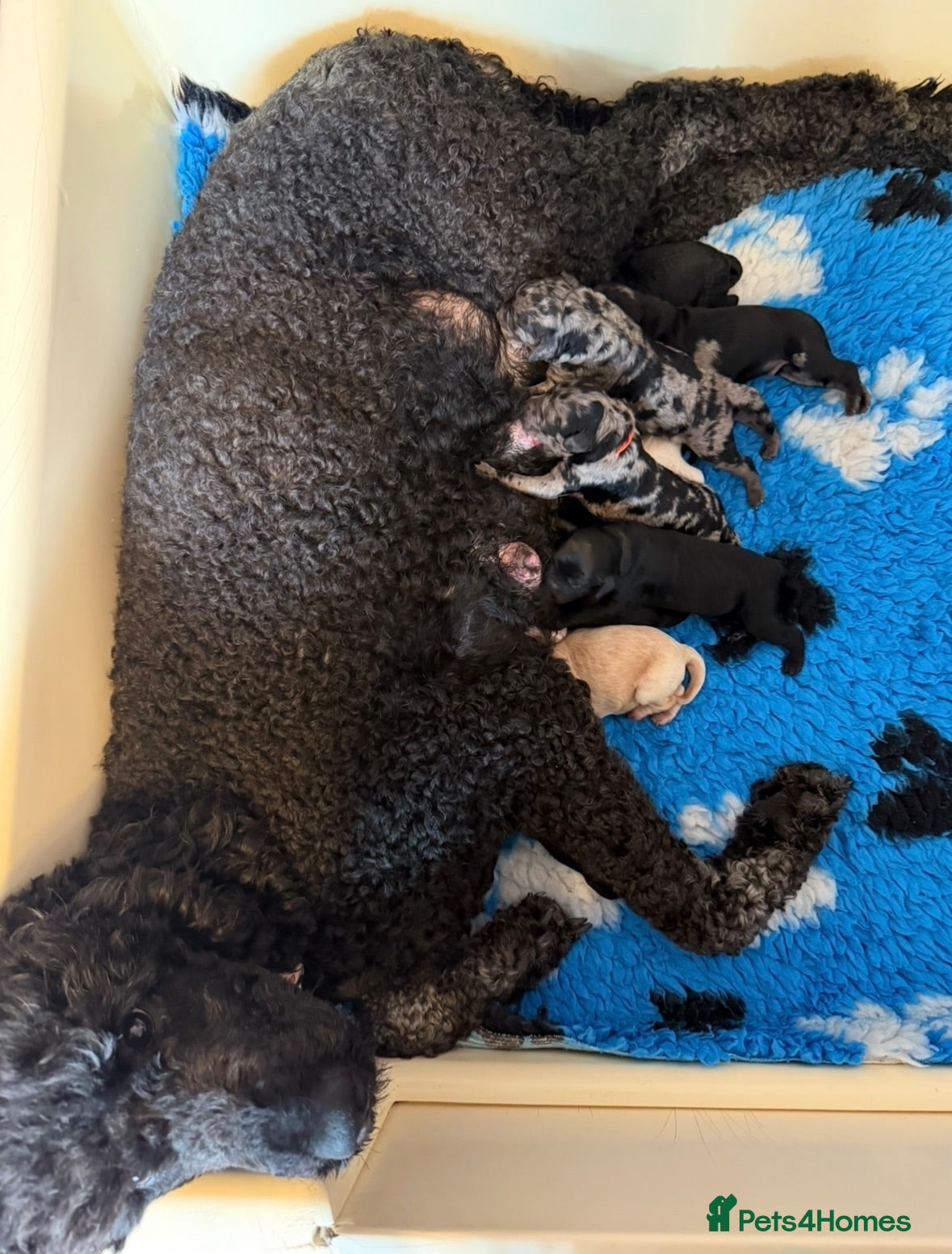 Labradoodle dogs 🌈 THERAPY/ASSISTANCE PUPS🌈PROVEN🌈 - Advert 1