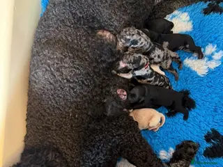 Labradoodle dogs 🌈 THERAPY/ASSISTANCE PUPS🌈PROVEN🌈 - Advert 1