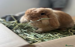Mini Lion Lop rabbits for sale: Lovely couple Bunnies for rehoming! (Bonded) - Advert 4