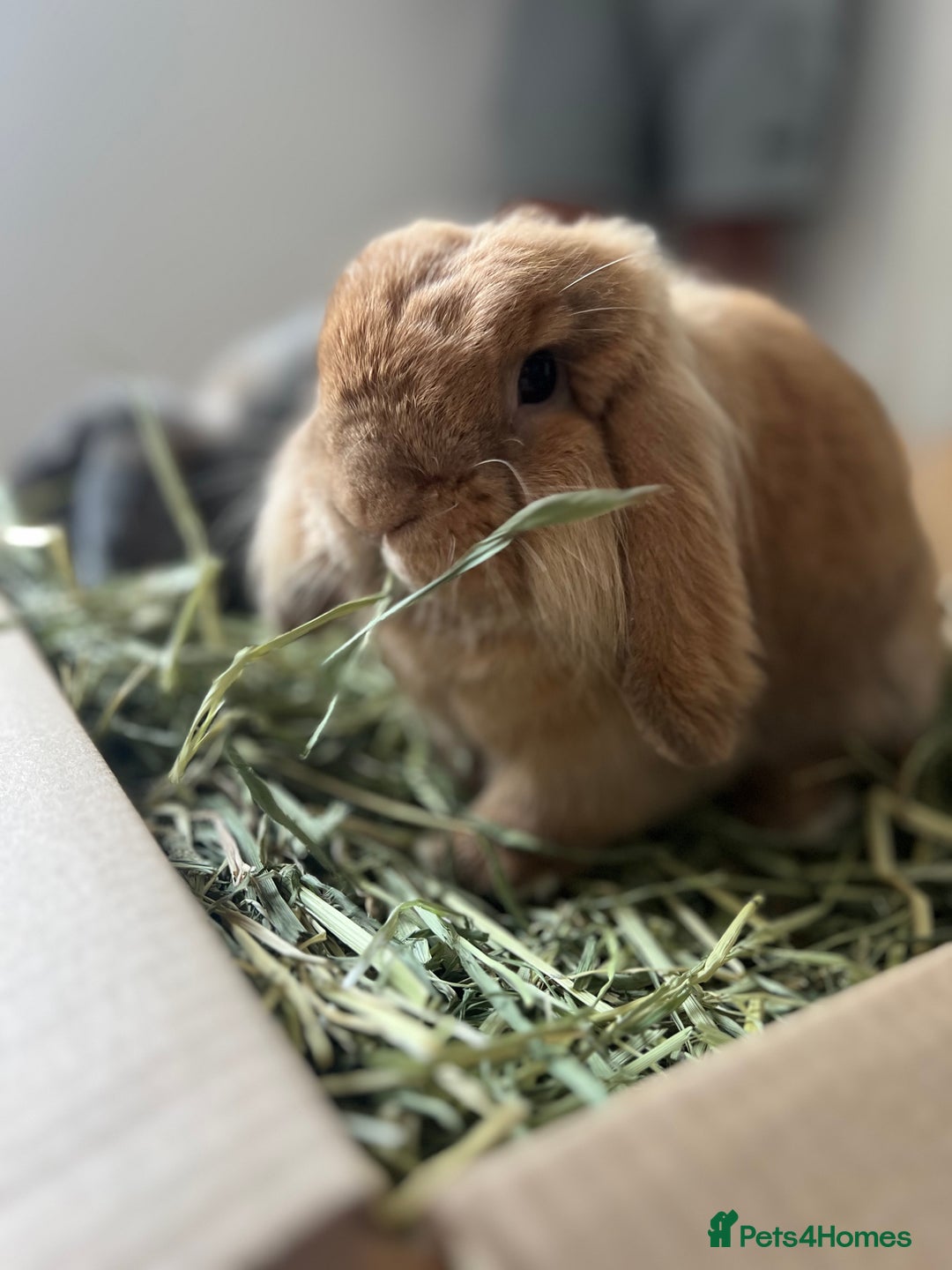 Mini Lion Lop rabbits for sale: Lovely couple Bunnies for rehoming! (Bonded) - Advert 4