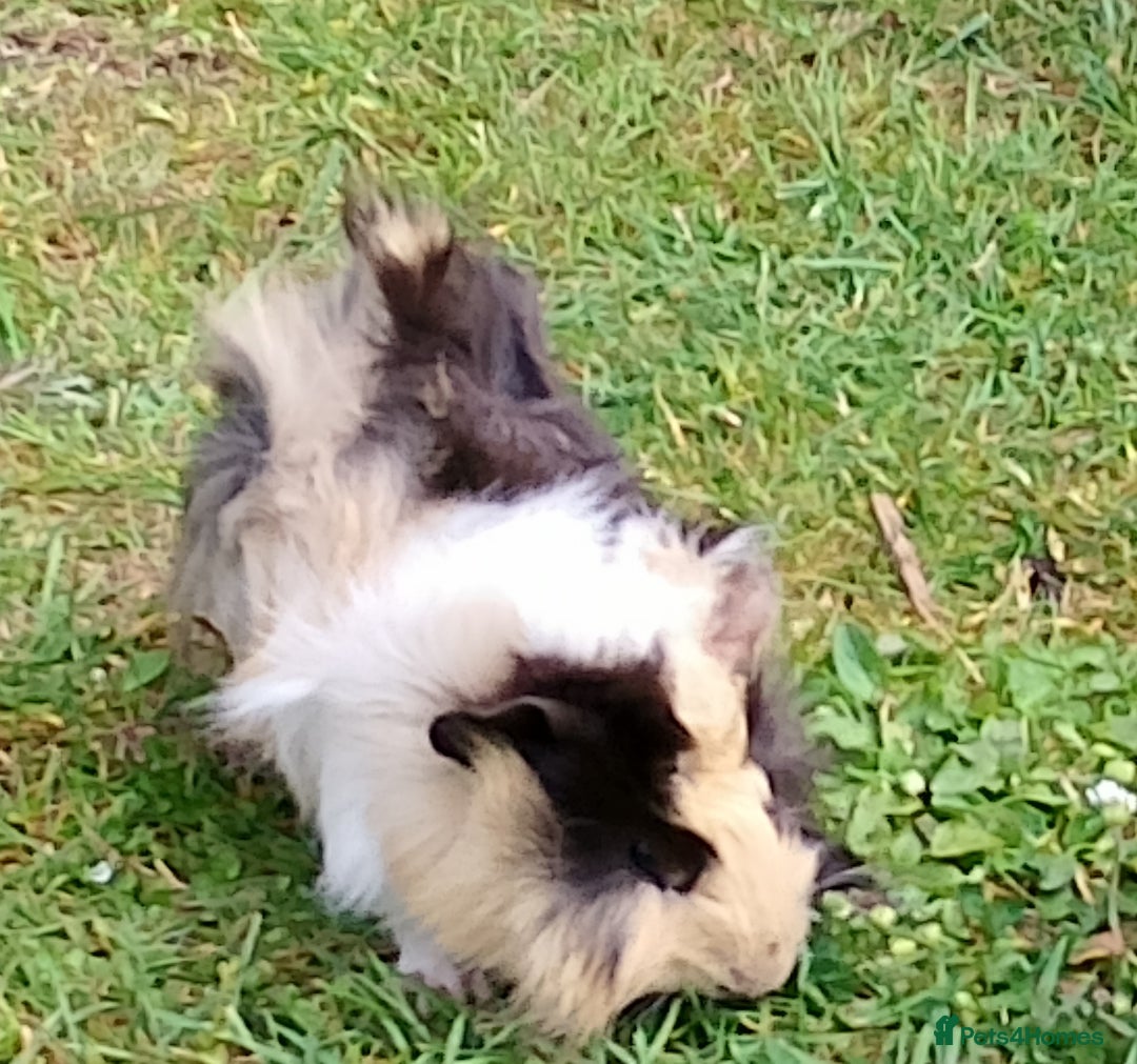 Guinea Pig rodents for sale: Beautiful baby boy  - Image 15