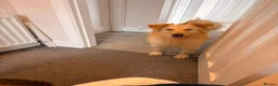 Labrador Retriever dogs for adoption: Bubi! in Macclesfield - Advert 1