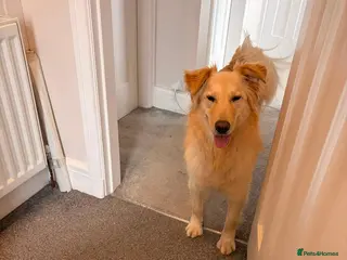 Labrador Retriever dogs Bubi! - Advert 1
