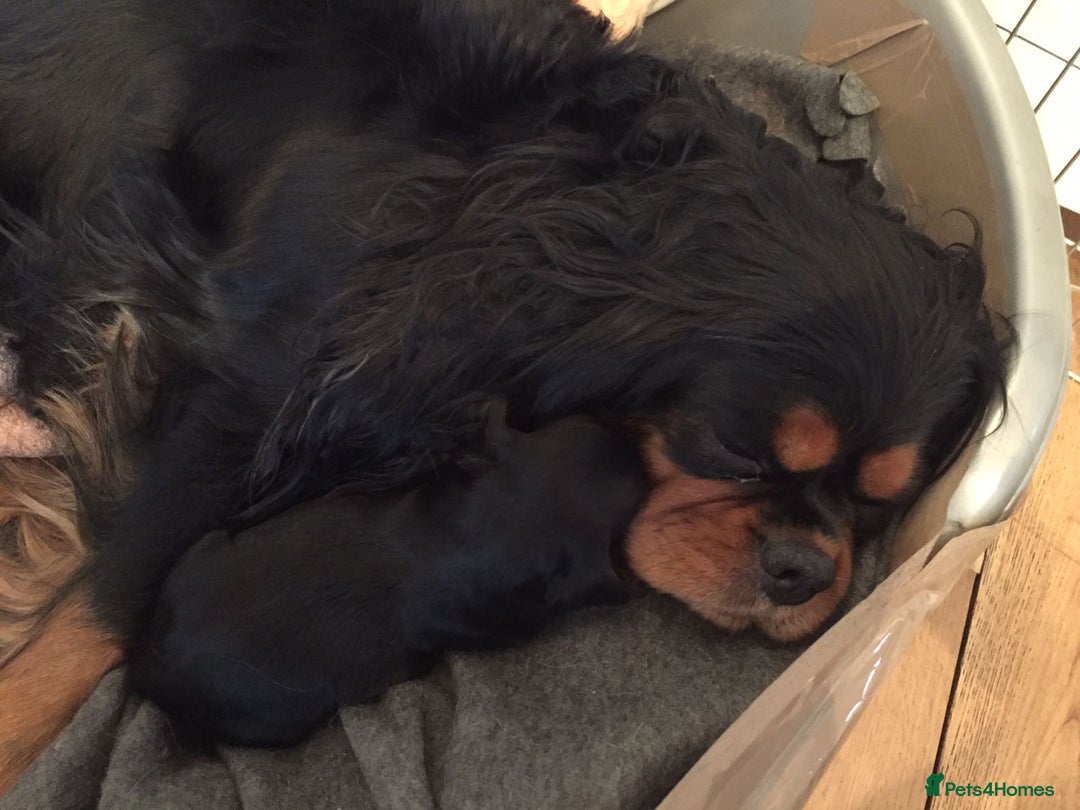 Cavalier King Charles Spaniel dogs for sale:  KC, Health Tested, ready to leave now  - Advert 20