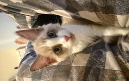 Ragdoll cats for sale: Ragdol male and female 6&5 months old - Image 6