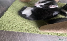 Mixed Breed cats for sale: Kitties - Image 8