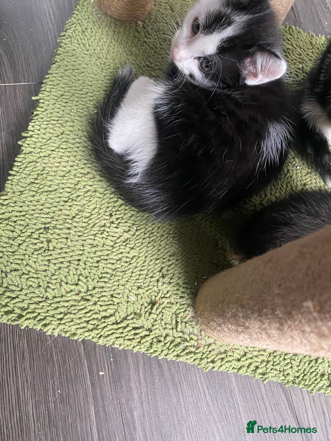 Mixed Breed cats for sale: Kitties - Image 8