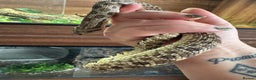 Snake reptiles for sale: Male Hognose with set up - Advert 1