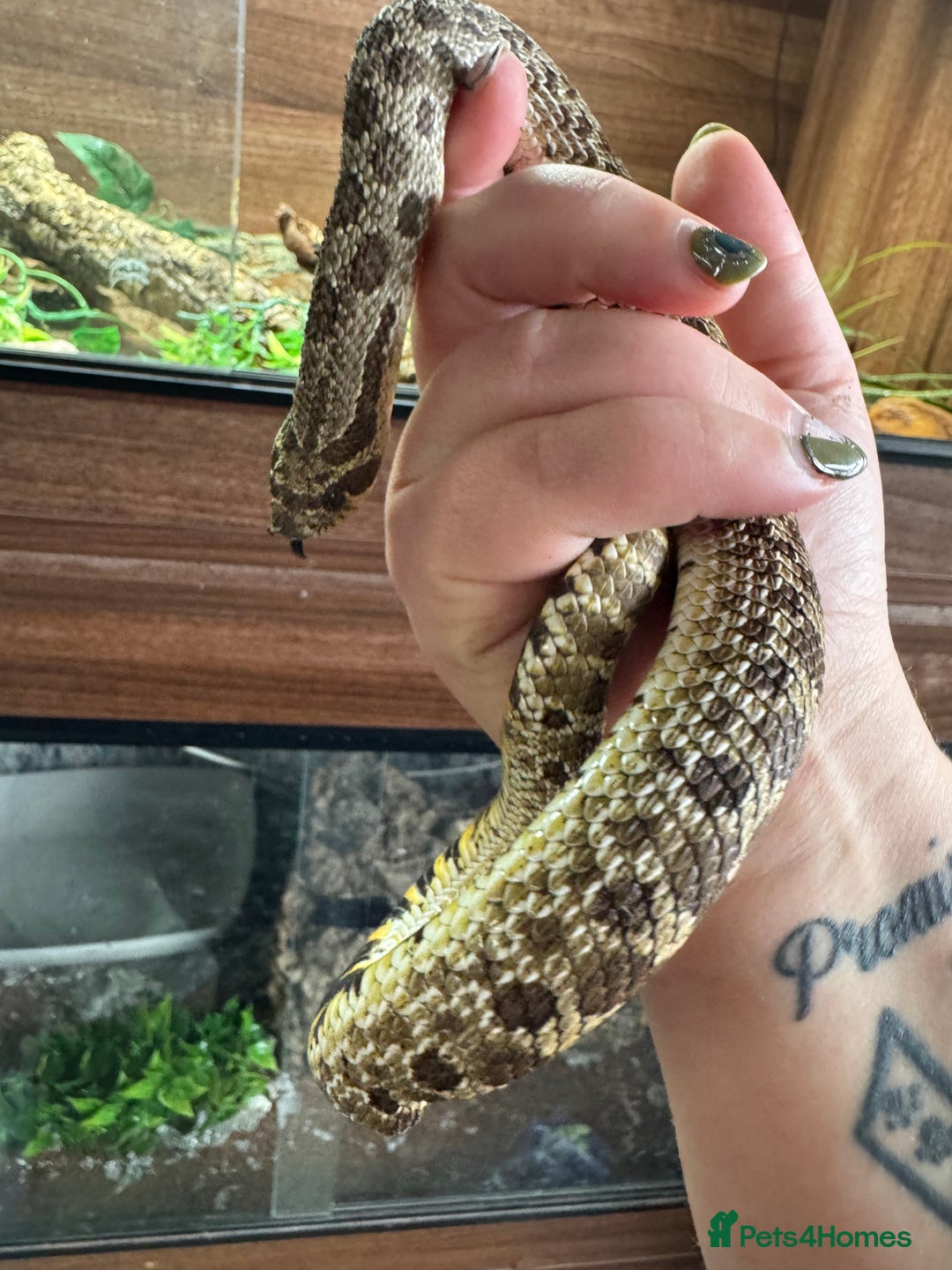 Snake reptiles for sale: Male Hognose with set up - Advert 1