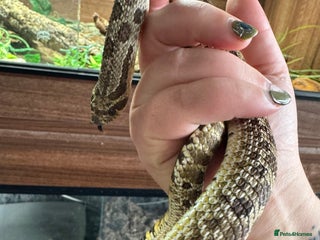 Snake reptiles Male Hognose with set up - Advert 2