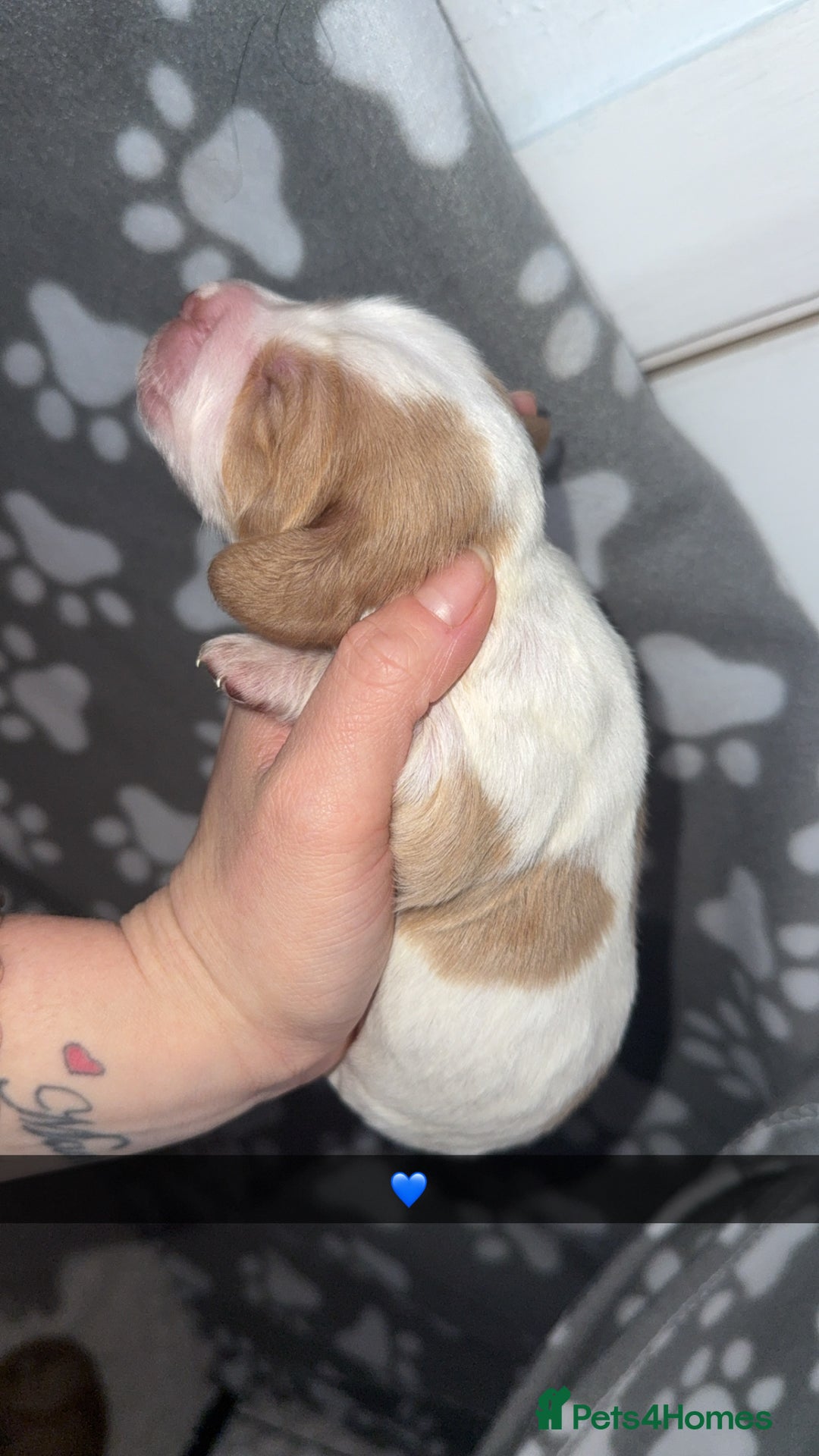 Cocker Spaniel dogs for sale: 7 beautiful cocker spaniel puppies 🩷💙 - Advert 12